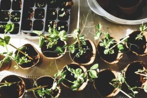 Read more about the article How To Build And Maintain A Green Roof Or Garden